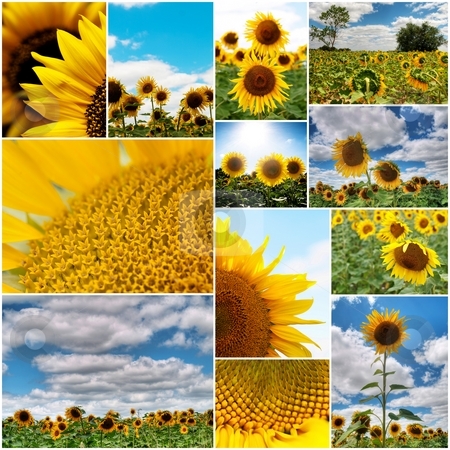 To use this stock image in your creative project, please select the size you need over to the right and click the "Add to Cart" button.
Your downloaded image will come with the Cutcaster watermark removed so don’t worry about the watermark you see on this page. Sunflowers collage stock photo, Collage of several colorful sunflower pictures with white border by Laurent Dambies