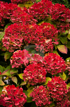 To use this stock image in your creative project, please select the size you need over to the right and click the "Add to Cart" button.
Your downloaded image will come with the Cutcaster watermark removed so don’t worry about the watermark you see on this page. Red colored autumn flowers on Hortensia stock photo, Flowers on Hortensia coloring red in autumn sun - vertical image by Colette Planken-Kooij