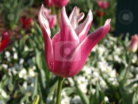 To use this stock image in your creative project, please select the size you need over to the right and click the "Add to Cart" button.
Your downloaded image will come with the Cutcaster watermark removed so don’t worry about the watermark you see on this page. Tulip stock photo, Purple tulip shown up close in the morning by Tim Markley