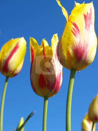 To use this stock image in your creative project, please select the size you need over to the right and click the "Add to Cart" button.
Your downloaded image will come with the Cutcaster watermark removed so don’t worry about the watermark you see on this page. Field of tulips stock photo, Field of yellow and red tulips by Tim Markley