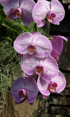 To use this stock image in your creative project, please select the size you need over to the right and click the "Add to Cart" button.
Your downloaded image will come with the Cutcaster watermark removed so don’t worry about the watermark you see on this page. Hanging orchids stock photo, Hanging orchids in a botancical garden by Tim Markley