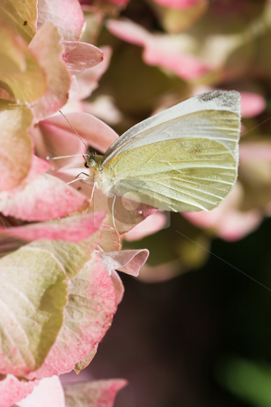 To use this stock image in your creative project, please select the size you need over to the right and click the "Add to Cart" button.
Your downloaded image will come with the Cutcaster watermark removed so don’t worry about the watermark you see on this page. Small white stock photo, A small white butterfly on pink hortensia by Colette Planken-Kooij