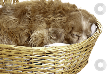To use this stock image in your creative project, please select the size you need over to the right and click the "Add to Cart" button.
Your downloaded image will come with the Cutcaster watermark removed so don’t worry about the watermark you see on this page. Sleeping Dog stock photo, A sleeping cockapoo is having a nap is a wicker basket, isolated against a white background. by Richard Nelson