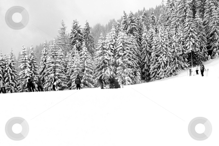 To use this stock image in your creative project, please select the size you need over to the right and click the "Add to Cart" button.
Your downloaded image will come with the Cutcaster watermark removed so don’t worry about the watermark you see on this page. Skiers on mountainside stock photo, Skiers on Alpine mountainside with forest in background and copy space in foreground. by Martin Crowdy