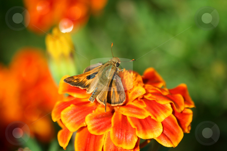 To use this stock image in your creative project, please select the size you need over to the right and click the "Add to Cart" button.
Your downloaded image will come with the Cutcaster watermark removed so don’t worry about the watermark you see on this page. Hummingbird moth on a marigold stock photo, A Hummingbird moth on a marigold by Jim Mills