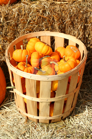 To use this stock image in your creative project, please select the size you need over to the right and click the "Add to Cart" button.
Your downloaded image will come with the Cutcaster watermark removed so don’t worry about the watermark you see on this page. Bunch of gourds in a basket stock photo, Bunch of gourds in a basket with hay by Jim Mills