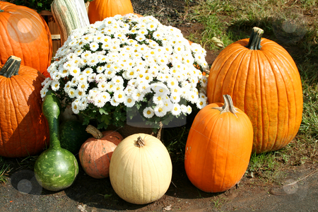 To use this stock image in your creative project, please select the size you need over to the right and click the "Add to Cart" button.
Your downloaded image will come with the Cutcaster watermark removed so don’t worry about the watermark you see on this page. Bunch of pumpkins and a mum stock photo, A Bunch of pumpkins and a mum by Jim Mills