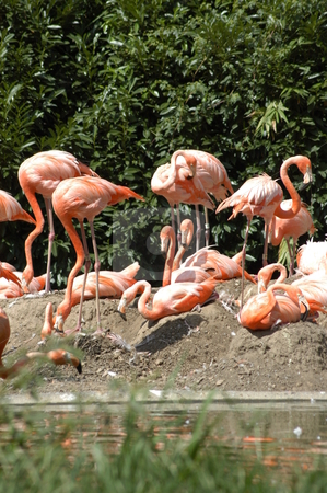 To use this stock image in your creative project, please select the size you need over to the right and click the "Add to Cart" button.
Your downloaded image will come with the Cutcaster watermark removed so don’t worry about the watermark you see on this page. Pink flamingos stock photo, Pink flamingos on the bank of a small creek by Tim Markley