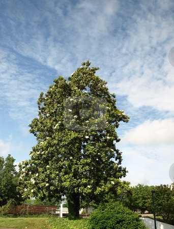 To use this stock image in your creative project, please select the size you need over to the right and click the "Add to Cart" button.
Your downloaded image will come with the Cutcaster watermark removed so don’t worry about the watermark you see on this page. Tall magnolia stock photo, A old southern magnolia tree in the spring time of the year by Tim Markley