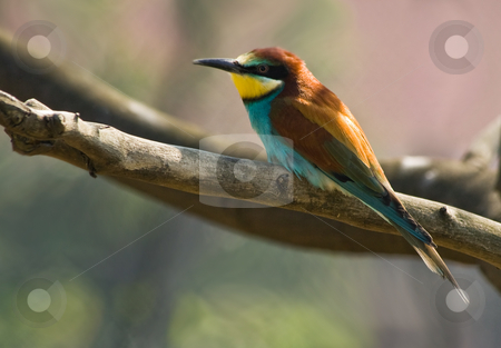 To use this stock image in your creative project, please select the size you need over to the right and click the "Add to Cart" button.
Your downloaded image will come with the Cutcaster watermark removed so don’t worry about the watermark you see on this page. Bee-eater resting stock photo, Bee-eater resting on a branch of a tree by Colette Planken-Kooij