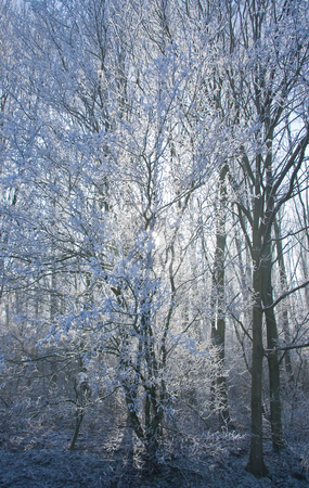 To use this stock image in your creative project, please select the size you need over to the right and click the "Add to Cart" button.
Your downloaded image will come with the Cutcaster watermark removed so don’t worry about the watermark you see on this page. Light is shining stock photo, A low wintersun is shining trough the white snowy trees by Colette Planken-Kooij