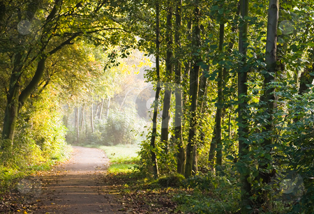 To use this stock image in your creative project, please select the size you need over to the right and click the "Add to Cart" button.
Your downloaded image will come with the Cutcaster watermark removed so don’t worry about the watermark you see on this page. Path in forest stock photo, Path in forest in the early morning sun by Colette Planken-Kooij