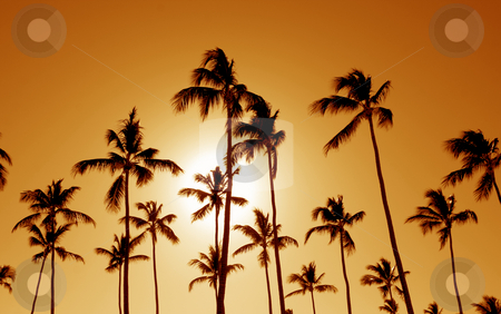 To use this stock image in your creative project, please select the size you need over to the right and click the "Add to Cart" button.
Your downloaded image will come with the Cutcaster watermark removed so don’t worry about the watermark you see on this page. Orange Cast Palm Trees stock photo, The silhouettes of a bunch of palm trees shot against the setting sun. by Chris Hill