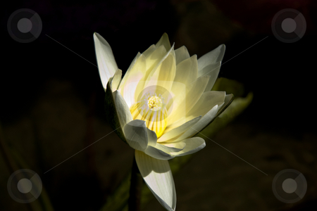 To use this stock image in your creative project, please select the size you need over to the right and click the "Add to Cart" button.
Your downloaded image will come with the Cutcaster watermark removed so don’t worry about the watermark you see on this page. Single Lily stock photo, A white and yellow lily sitting in a pond of water by Kevin Tietz