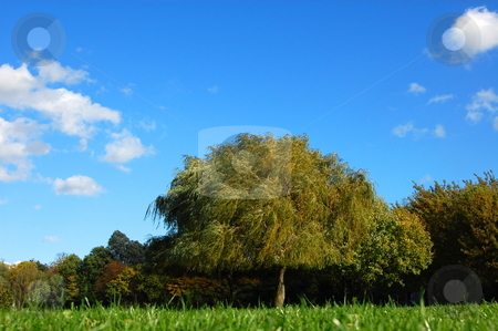 To use this stock image in your creative project, please select the size you need over to the right and click the "Add to Cart" button.
Your downloaded image will come with the Cutcaster watermark removed so don’t worry about the watermark you see on this page. Forest and garden under blue sky at fall stock photo, Green trees of a park at summer or autumn under blue sky by Gunnar Pippel