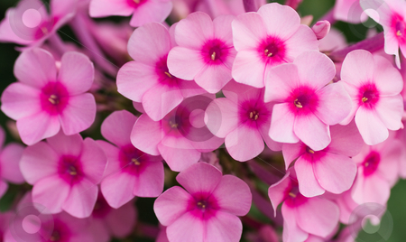 Pink Phlox Flowers In Summer Stock Photo Pink Phlox Flowers In Summer