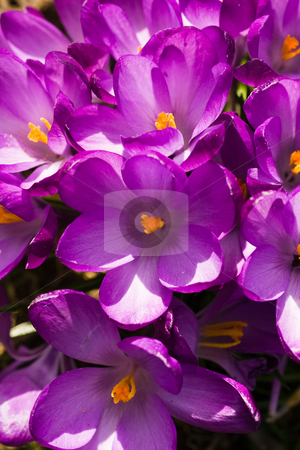 To use this stock image in your creative project, please select the size you need over to the right and click the "Add to Cart" button.
Your downloaded image will come with the Cutcaster watermark removed so don’t worry about the watermark you see on this page. Croup of purple spring crocus stock photo, Croup of purple spring crocus blooming in the sun in close view by Colette Planken-Kooij