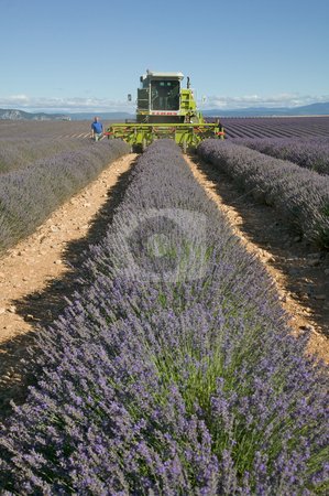 To use this stock image in your creative project, please select the size you need over to the right and click the "Add to Cart" button.
Your downloaded image will come with the Cutcaster watermark removed so don’t worry about the watermark you see on this page. Lavender Harvest stock photo, View looking down a row of lavender in a field. Several men walk beside a large machine harvesting the lavender. The sky overhead is blue. Vertical shot. by Josh Anon