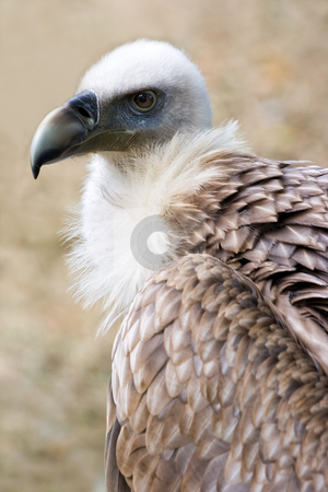 To use this stock image in your creative project, please select the size you need over to the right and click the "Add to Cart" button.
Your downloaded image will come with the Cutcaster watermark removed so don’t worry about the watermark you see on this page. Griffon vulture in side angle view stock photo, Portrait of Griffon vulture in side angle view by Colette Planken-Kooij
