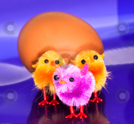 To use this stock image in your creative project, please select the size you need over to the right and click the "Add to Cart" button.
Your downloaded image will come with the Cutcaster watermark removed so don’t worry about the watermark you see on this page. Chicks in front of an egg stock photo, Toy orange and purple chicks in front of an egg by James Janisse