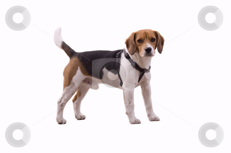 To use this stock image in your creative project, please select the size you need over to the right and click the "Add to Cart" button.
Your downloaded image will come with the Cutcaster watermark removed so don’t worry about the watermark you see on this page. Adorable beagle stock photo, Lovely and cute small beagle dog, isolated on white by Olivia Neacsu
