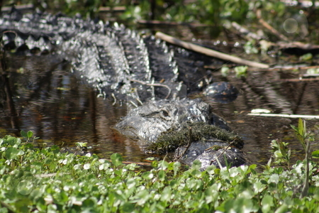 To use this stock image in your creative project, please select the size you need over to the right and click the "Add to Cart" button.
Your downloaded image will come with the Cutcaster watermark removed so don’t worry about the watermark you see on this page. Florida Alligator in the Wild (3) stock photo, A large alligator in a central Florida swamp. by Carl Stewart