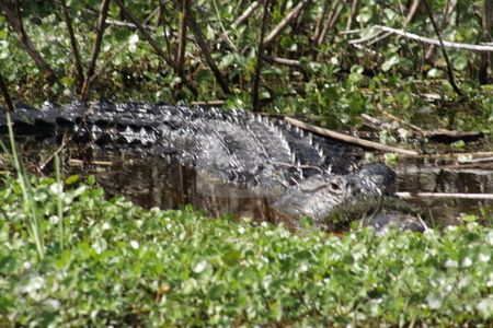 To use this stock image in your creative project, please select the size you need over to the right and click the "Add to Cart" button.
Your downloaded image will come with the Cutcaster watermark removed so don’t worry about the watermark you see on this page. Florida Alligator in the Wild (2) stock photo, A large alligator in a central Florida swamp. by Carl Stewart