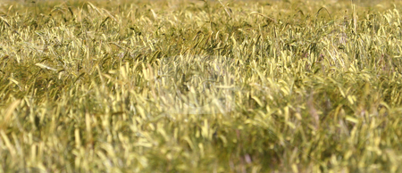 To use this stock image in your creative project, please select the size you need over to the right and click the "Add to Cart" button.
Your downloaded image will come with the Cutcaster watermark removed so don’t worry about the watermark you see on this page. Ripe corn field stock photo, Wide angle background of ripe corn field in countryside. by Martin Crowdy