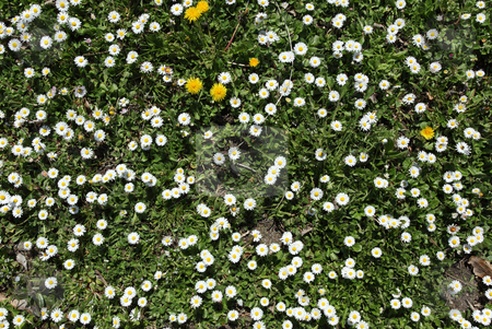 To use this stock image in your creative project, please select the size you need over to the right and click the "Add to Cart" button.
Your downloaded image will come with the Cutcaster watermark removed so don’t worry about the watermark you see on this page. Lots of spring daisy flowers. stock photo, Lots of spring daisy flowers. by Stephen Rees