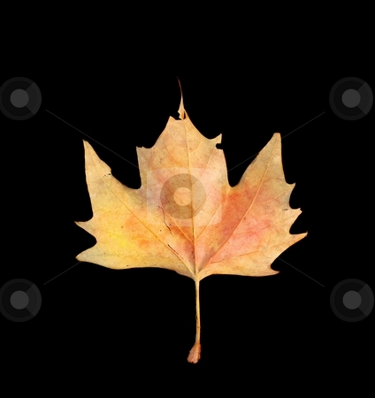 To use this stock image in your creative project, please select the size you need over to the right and click the "Add to Cart" button.
Your downloaded image will come with the Cutcaster watermark removed so don’t worry about the watermark you see on this page. Leaf stock photo, Fallen autumn leaf isolated on black background by P?
