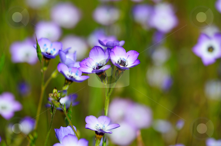 To use this stock image in your creative project, please select the size you need over to the right and click the "Add to Cart" button.
Your downloaded image will come with the Cutcaster watermark removed so don’t worry about the watermark you see on this page. Gilia Tricolor (Polemoniaceae) stock photo, A hardy annual flower that is native to the western United States. The elegant trumpet shaped flowers are lavender and white with golden throats. by Lynn Bendickson