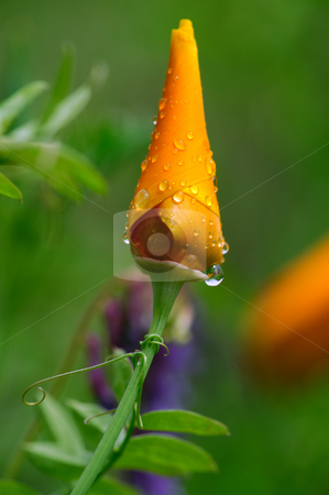 To use this stock image in your creative project, please select the size you need over to the right and click the "Add to Cart" button.
Your downloaded image will come with the Cutcaster watermark removed so don’t worry about the watermark you see on this page. Unopened California Poppy stock photo, A single unopened Orange California poppy covered in small water droplets after a springtime rain shower with the tendrils of a wild Pea plant wrapping around the flower stem by Lynn Bendickson
