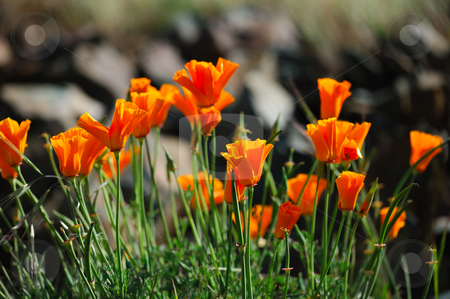 To use this stock image in your creative project, please select the size you need over to the right and click the "Add to Cart" button.
Your downloaded image will come with the Cutcaster watermark removed so don’t worry about the watermark you see on this page. Orange California Poppies stock photo, Close-up of orange California poppies are sure sign of springtime by Lynn Bendickson