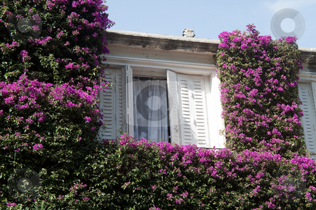 To use this stock image in your creative project, please select the size you need over to the right and click the "Add to Cart" button.
Your downloaded image will come with the Cutcaster watermark removed so don’t worry about the watermark you see on this page. Window with Flowers stock photo, An window surrounded by greenery and pink flowers by Kevin Tietz