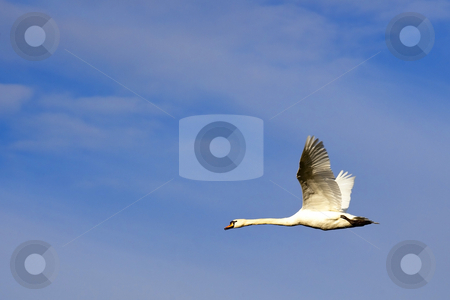 To use this stock image in your creative project, please select the size you need over to the right and click the "Add to Cart" button.
Your downloaded image will come with the Cutcaster watermark removed so don’t worry about the watermark you see on this page. Mute swan in fkight stock photo, A mute swan cygnus olor in flight against a cloudy blue sky by Mike Smith