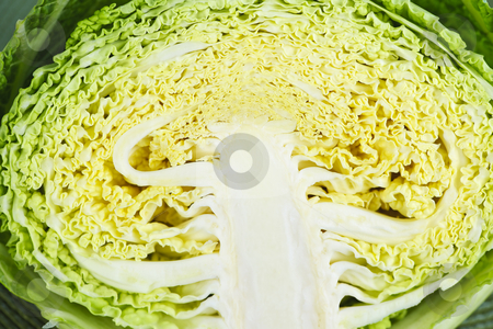 To use this stock image in your creative project, please select the size you need over to the right and click the "Add to Cart" button.
Your downloaded image will come with the Cutcaster watermark removed so don’t worry about the watermark you see on this page. Closeup of half sliced cabbage head stock photo, Close up of half sliced green cabbage head by Elena Elisseeva
