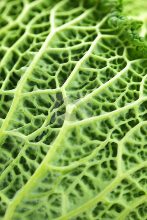 To use this stock image in your creative project, please select the size you need over to the right and click the "Add to Cart" button.
Your downloaded image will come with the Cutcaster watermark removed so don’t worry about the watermark you see on this page. Closeup of green cabbage leaves stock photo, Close up of fresh green cabbage leaves by Elena Elisseeva