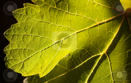 To use this stock image in your creative project, please select the size you need over to the right and click the "Add to Cart" button.
Your downloaded image will come with the Cutcaster watermark removed so don’t worry about the watermark you see on this page. Dramatically Lit Grape Leaf on the Vine stock photo, Dramatically Lit Grape Leaf Details on the Vineyard. by Andy Dean