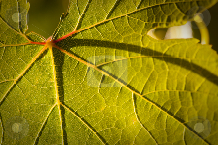 To use this stock image in your creative project, please select the size you need over to the right and click the "Add to Cart" button.
Your downloaded image will come with the Cutcaster watermark removed so don’t worry about the watermark you see on this page. Dramatically Lit Grape Leaf on the Vine stock photo, Dramatically Lit Grape Leaf Details on the Vineyard. by Andy Dean