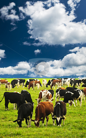 To use this stock image in your creative project, please select the size you need over to the right and click the "Add to Cart" button.
Your downloaded image will come with the Cutcaster watermark removed so don’t worry about the watermark you see on this page. Cows in pasture stock photo, Cows grazing in a green pasture on sustainable small scale farm by Elena Elisseeva