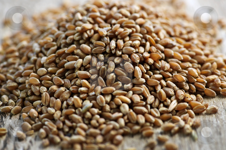 To use this stock image in your creative project, please select the size you need over to the right and click the "Add to Cart" button.
Your downloaded image will come with the Cutcaster watermark removed so don’t worry about the watermark you see on this page. Whole grain wheat kernels closeup stock photo, Closeup on pile of organic whole grain wheat kernels by Elena Elisseeva