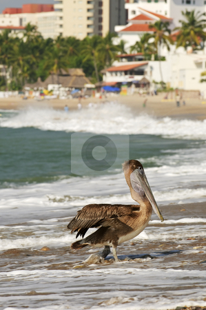To use this stock image in your creative project, please select the size you need over to the right and click the "Add to Cart" button.
Your downloaded image will come with the Cutcaster watermark removed so don’t worry about the watermark you see on this page. Pelican on beach in Mexico stock photo, Pelican on Puerto Vallarta beach in Mexico by Elena Elisseeva