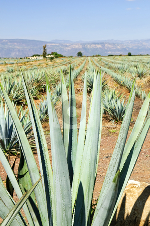 To use this stock image in your creative project, please select the size you need over to the right and click the "Add to Cart" button.
Your downloaded image will come with the Cutcaster watermark removed so don’t worry about the watermark you see on this page. Agave cactus field in Mexico stock photo, Agave cactus field near Tequila in Mexico by Elena Elisseeva