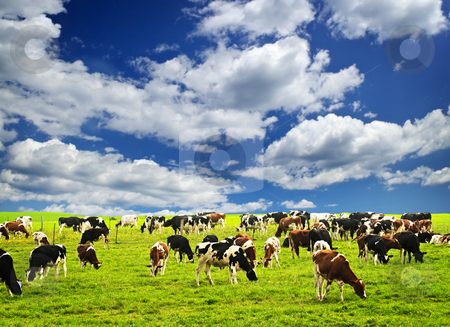 To use this stock image in your creative project, please select the size you need over to the right and click the "Add to Cart" button.
Your downloaded image will come with the Cutcaster watermark removed so don’t worry about the watermark you see on this page. Cows in pasture stock photo, Cows grazing in a green pasture on sustainable small scale farm by Elena Elisseeva
