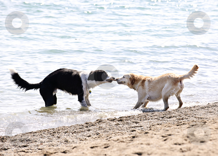 To use this stock image in your creative project, please select the size you need over to the right and click the "Add to Cart" button.
Your downloaded image will come with the Cutcaster watermark removed so don’t worry about the watermark you see on this page. Two dogs playing on beach stock photo, Two dogs playing tug of war with stick on the beach by Elena Elisseeva