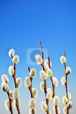 To use this stock image in your creative project, please select the size you need over to the right and click the "Add to Cart" button.
Your downloaded image will come with the Cutcaster watermark removed so don’t worry about the watermark you see on this page. Spring pussy willows stock photo, Spring pussy willow branches on blue background by Elena Elisseeva