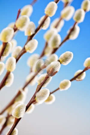 To use this stock image in your creative project, please select the size you need over to the right and click the "Add to Cart" button.
Your downloaded image will come with the Cutcaster watermark removed so don’t worry about the watermark you see on this page. Spring pussy willows stock photo, Spring pussy willow branches on blue background by Elena Elisseeva