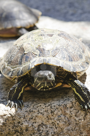 To use this stock image in your creative project, please select the size you need over to the right and click the "Add to Cart" button.
Your downloaded image will come with the Cutcaster watermark removed so don’t worry about the watermark you see on this page. Red eared slider turtle stock photo, Close up of red eared slider turtle sitting on rock by Elena Elisseeva
