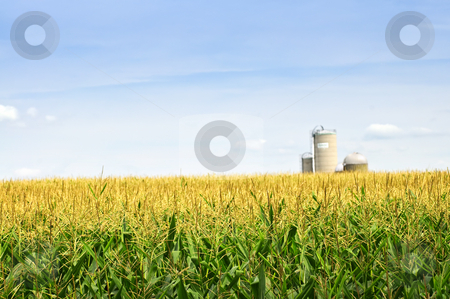 To use this stock image in your creative project, please select the size you need over to the right and click the "Add to Cart" button.
Your downloaded image will come with the Cutcaster watermark removed so don’t worry about the watermark you see on this page. Corn field with silos stock photo, Agricultural landscape of corn field on small scale sustainable farm with silos by Elena Elisseeva