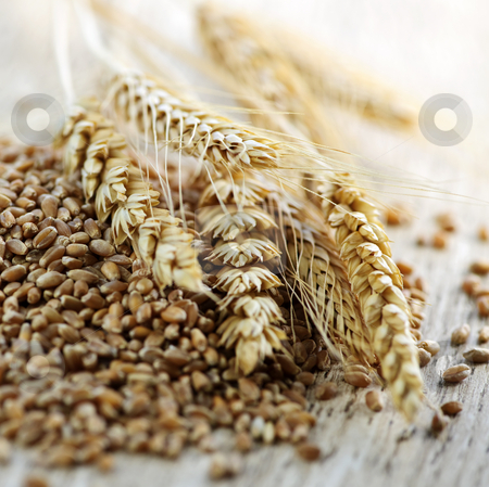 To use this stock image in your creative project, please select the size you need over to the right and click the "Add to Cart" button.
Your downloaded image will come with the Cutcaster watermark removed so don’t worry about the watermark you see on this page. Whole grain wheat kernels closeup stock photo, Closeup on pile of organic whole grain wheat kernels and ears by Elena Elisseeva